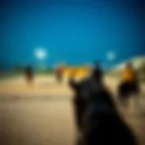 Stunning view of Dhabian Equestrian Club's riding arena