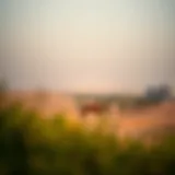 A panoramic view of Al Ain's desert landscape