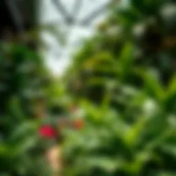 Lush greenery within the Tropical Garden showcasing diverse plant life